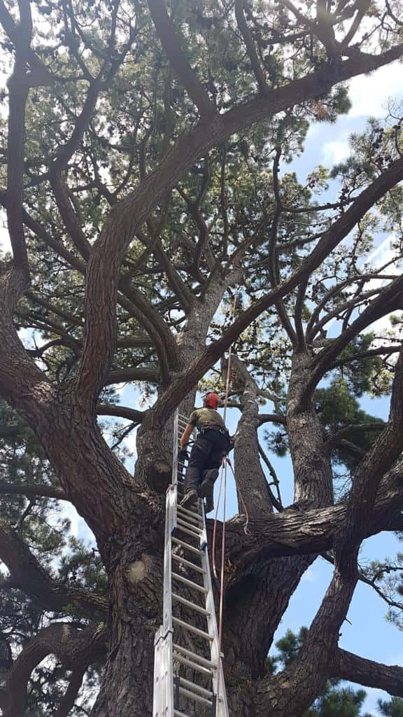 This is a photo of a very large tree with a ladder resting on it and an operative from Epping Tree Surgeons climbing up it to carry out tree surgery
